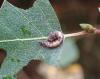 Falcaria lacertinaria